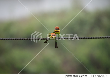 Chestnut Headed Bee-Eater 113782005