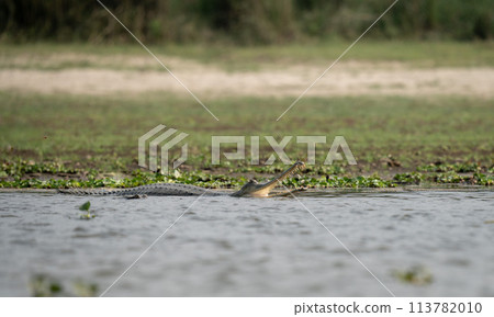 Gharial Crocodile with Open Mouth 113782010
