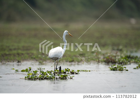 Great Egret in the River 113782012