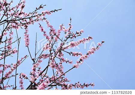 Almond (Rosaceae, Prunus genus) tonsils 113782020