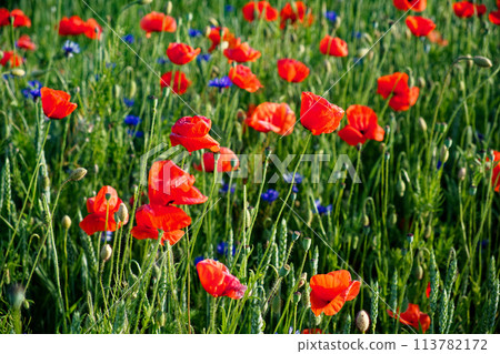 Vibrant poppies bloom in a lush field. Vibrant poppies bloom in a lush field. 113782172