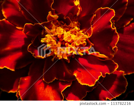 Blossoming Beauty Blossoming Beauty 113782216