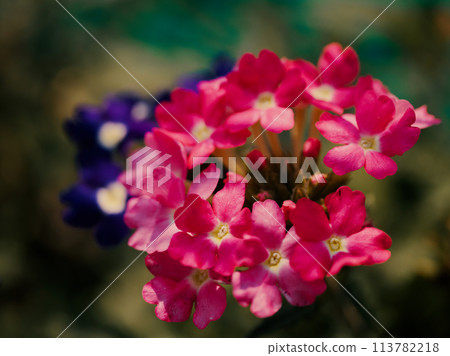 Close-up of pink flowers with detailed petals, surrounded by rich greenery. Close-up of pink flowers with detailed petals, surrounded by rich greenery. 113782218