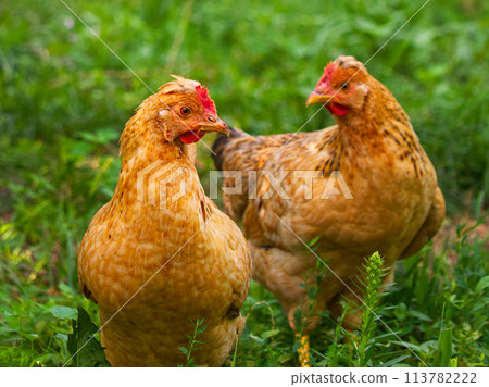 Two brown chickens in a green field, showcasing natural and healthy poultry farming. Ideal for organic farming content, educational materials, or nature-themed visuals. 113782222
