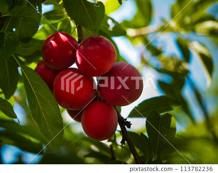 Sunlit plums on a tree surrounded by lush foliage. Perfect for nutrition and wellness concepts. 113782236