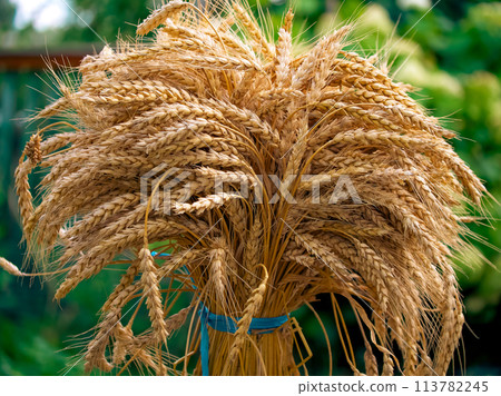 Close-up imagery capturing intricate details of ripe wheatsheaves symbolizing agricultural productivity. 113782245