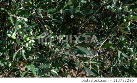 A detailed view of olive tree branches laden with olives. 113782280