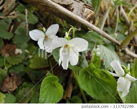 White-flowered Viola (Shimohama Hatta, 4/18) 113782296