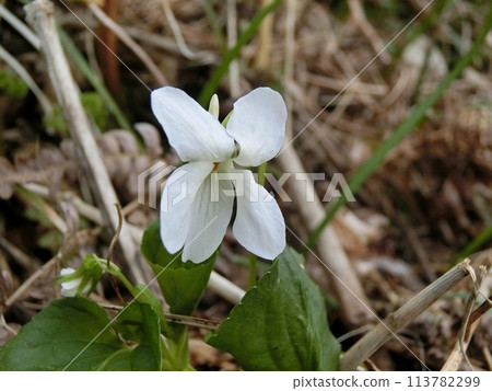 White-flowered Viola (Shimohama Hatta, 4/18) 113782299