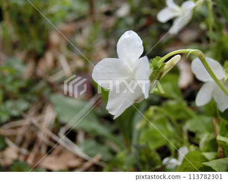 White-flowered Viola (Shimohama Hatta, 4/18) 113782301
