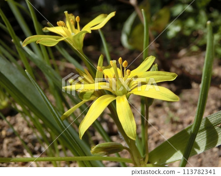 Kibana no Mana(秋田市,4/7) Kibana no Mana(秋田市,4/7) 113782341