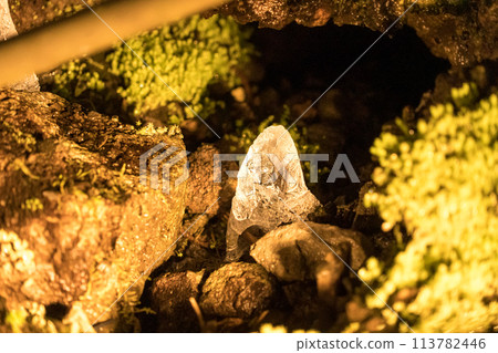 Scenery of the Narusawa Ice Cave, where ice can be stored even in midsummer Scenery of the Narusawa Ice Cave, where ice can be stored even in midsummer 113782446
