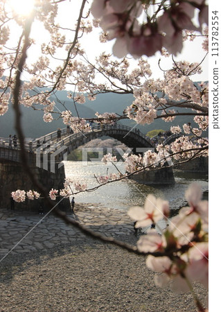 「錦帶橋與櫻花」山口縣岩國市的櫻花特寫#日本旅遊錦帶橋 113782554