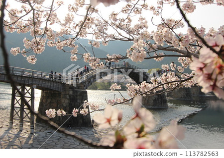 "Kintai Bridge and Cherry Blossoms" Cherry blossoms close-up Iwakuni, Yamaguchi Prefecture #Japan Tourism Kintai Bridge 113782563
