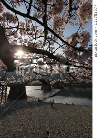 「錦帶橋與櫻花」山口縣岩國市的櫻花特寫#日本旅遊錦帶橋 「錦帶橋與櫻花」山口縣岩國市的櫻花特寫#日本旅遊錦帶橋 113782577
