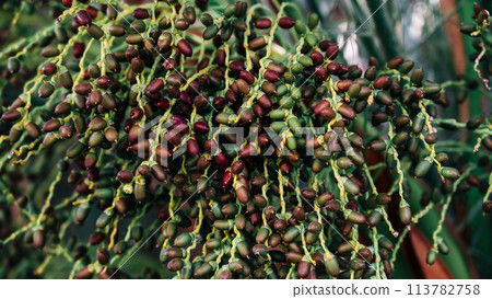 The unripe fruit of da Greek palm. The unripe fruit of da Greek palm. 113782758