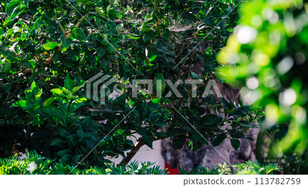 A distant view of sap green lime fruit on a tree. A distant view of sap green lime fruit on a tree. 113782759