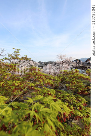 「錦帶橋與櫻花」櫻花關閉 日本旅遊局 山口縣岩國市 #Japan Tourism Kintai Bridge 113783045