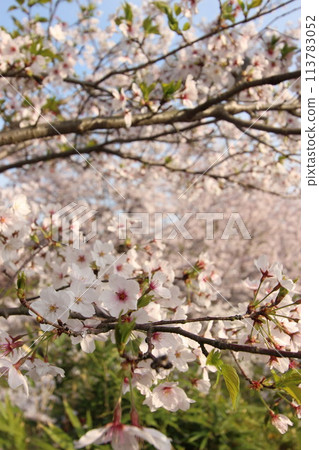 「錦帶橋與櫻花」櫻花關閉 日本旅遊局 山口縣岩國市 #Japan Tourism Kintai Bridge 「錦帶橋與櫻花」櫻花關閉 日本旅遊局 山口縣岩國市 #Japan Tourism Kintai Bridge 113783052