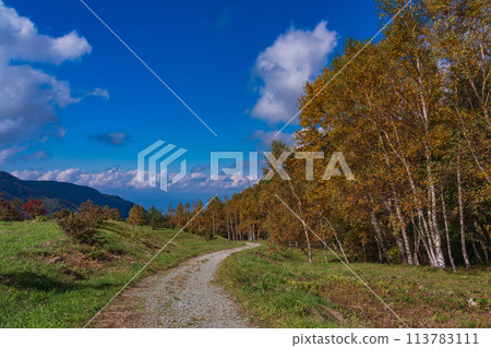 (長野縣)米子大瀑布/山步道 (長野縣)米子大瀑布/山步道 113783111