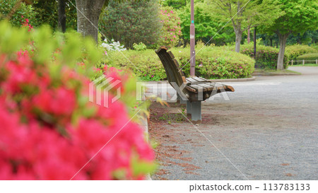 紅杜鵑花和長凳 113783133