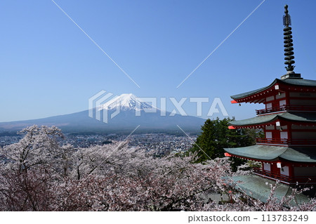 新倉山淺間公園的富士山和櫻花盛開 113783249