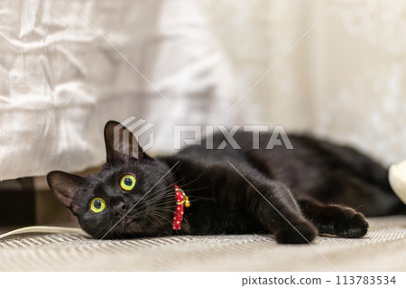 Black cat lying on the floor 113783534