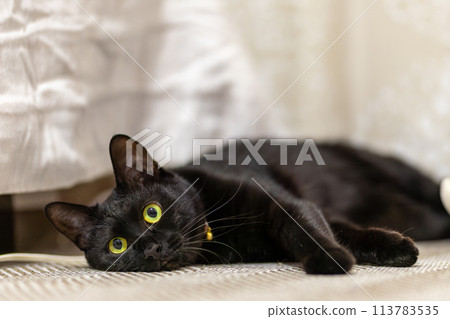 Black cat lying on the floor Black cat lying on the floor 113783535