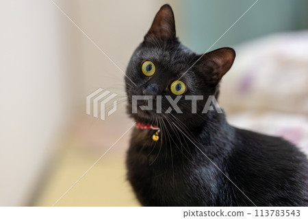 看黑貓 113783543