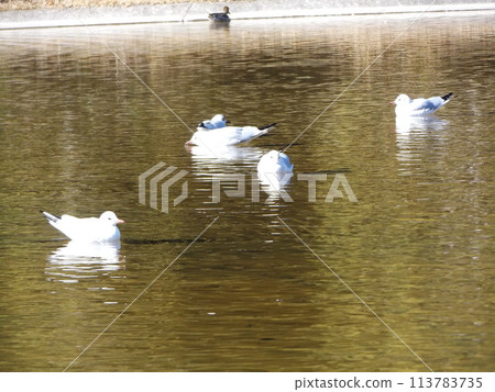 來到稻毛海濱公園海灘池塘的冬季候鳥黑頭鷗 113783735