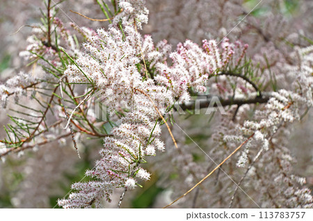 Tamarisk (Miyanagi) Tamarisk (Miyanagi) 113783757