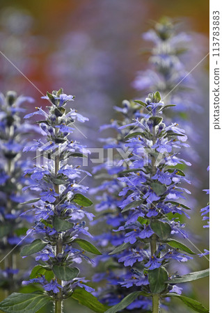 夕陽下的阿朱加雷普坦(修復攝影) 夕陽下的阿朱加雷普坦(修復攝影) 113783883
