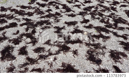 船上曬乾的富諾裡 113783973