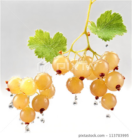 Sweet white currants cascading delicate stems bending water droplets midair Ribes rubrum Food and Culinary 113783995