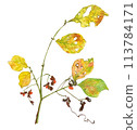 Autumn leaves and fruits 113784171
