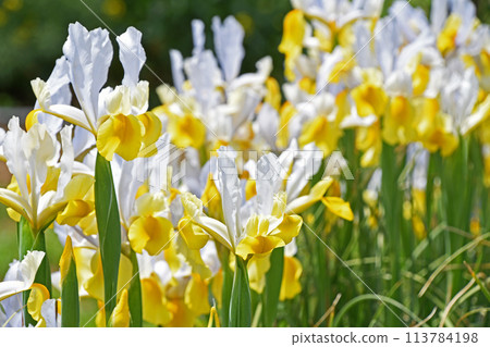 Dutch iris 113784198