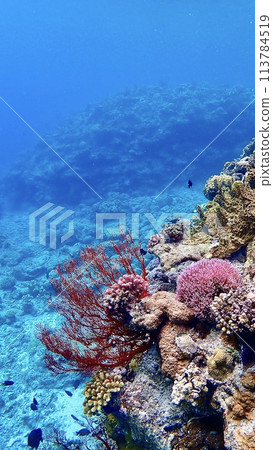 沖繩縣慶良間群島阿嘉島的紅珊瑚 沖繩縣慶良間群島阿嘉島的紅珊瑚 113784519