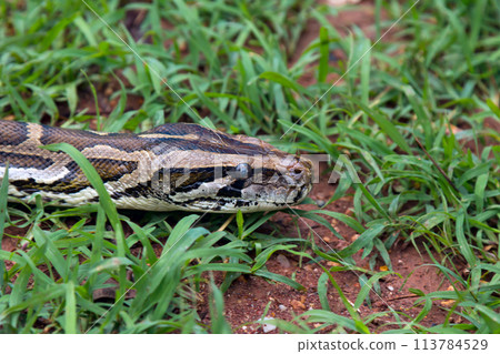 In the grass, a python lurks with stealth, embodying the essence of predation and showcasing its ability to blend into its environment 113784529