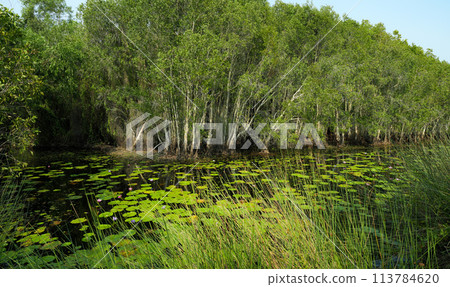 Tranquil pond in lush greenery. Sustainable water ecosystems and forests in nature. Lotus-filled pond in dense, leafy forest showcasing water conservation. Freshwater resources. Water sustainability. 113784620