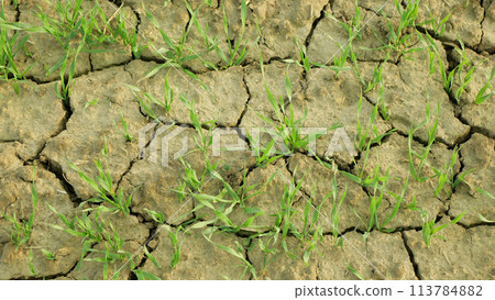 Wheat drought dry field land Triticum aestivum, very drying up the soil cracked, climate change, environmental disaster and earth cracks, death for plants and animals, degradation Europe Wheat drought dry field land Triticum aestivum, very drying up the soil cracked, climate change, environmental disaster and earth cracks, death for plants and animals, degradation Europe 113784882