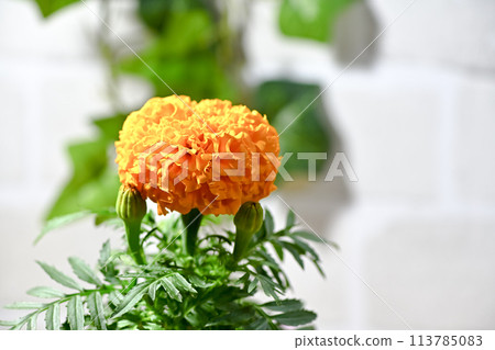 萬壽菊(非洲) 萬壽菊(非洲) 113785083