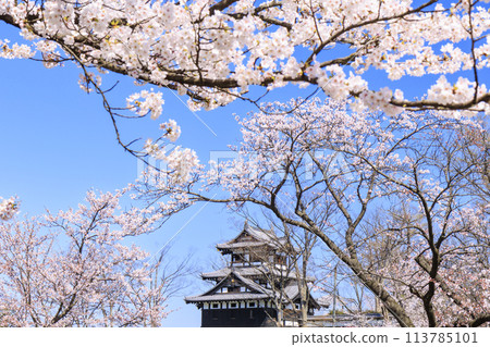 高田城堡遺址公園盛開 高田城堡遺址公園盛開 113785101