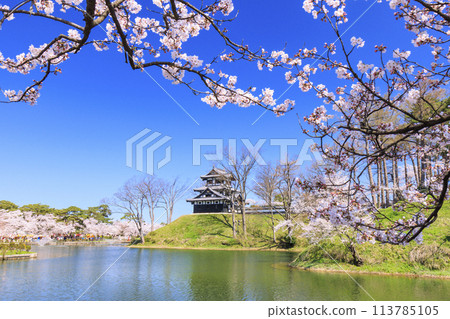 高田城堡遺址公園盛開 113785105