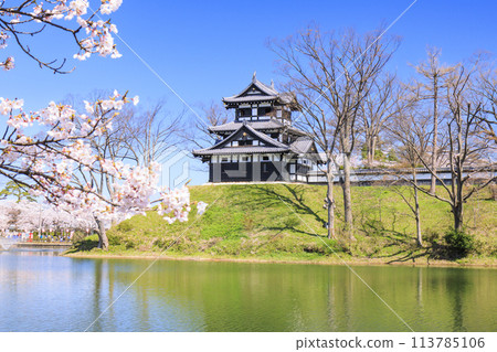 高田城堡遺址公園盛開 113785106