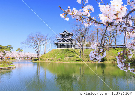 高田城堡遺址公園盛開 113785107