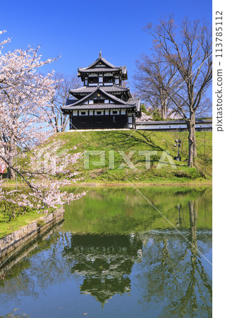 高田城堡遺址公園盛開 113785112