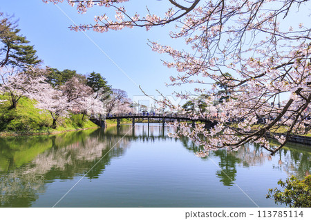 高田城堡遺址公園盛開 113785114