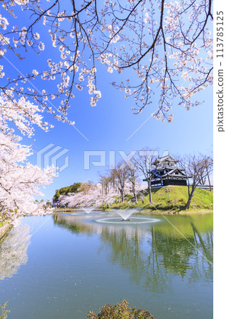 高田城堡遺址公園盛開 113785125