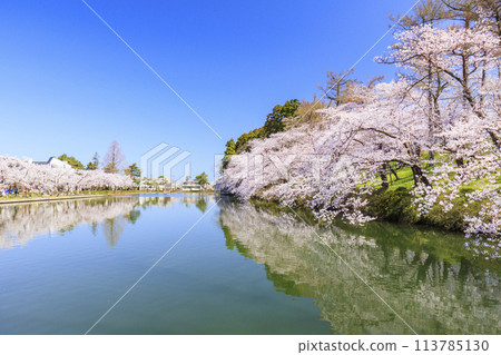 高田城堡遺址公園盛開 高田城堡遺址公園盛開 113785130