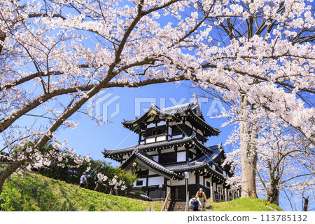 Takada Castle Ruins Park in full bloom of cherry blossoms Takada Castle Ruins Park in full bloom of cherry blossoms 113785132